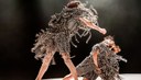 Scottish Dance Theatre selecciona bailarines con experiencia